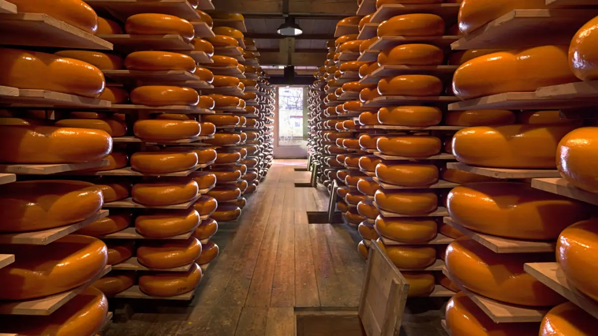 Hollanda Peyniri - Amsterdam Yemekleri