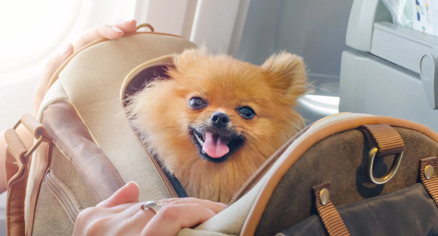 Uçakta Evcil Hayvan Taşıma Kuralları Neler?
